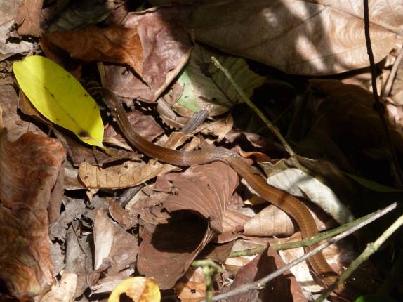 Cobra venenosa se move nas folhagens da floresta do Parque Nacional Corcovado, na Península de Osa, no sul da Costa Rica